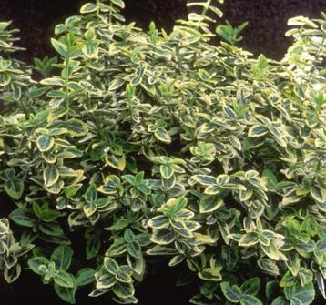 Euonymus Emerald n Gaiety | Kardinaalsmuts | Chemievrij beschikbaar voor biedingen