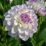 Diverse soorten dahlia knollen, Tuin en Terras, Bloembollen en Zaden, Ophalen of Verzenden, Voorjaar, Volle zon, Knol