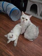 Britse korthaar, Dieren en Toebehoren, Katten en Kittens | Raskatten | Korthaar, Poes, Ontwormd, 0 tot 2 jaar