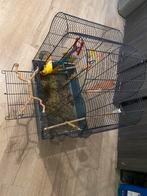 Vogel met kooi dwergpapegaai, Dieren en Toebehoren, Vogels | Hokken en Kooien, Ophalen of Verzenden, Zo goed als nieuw, Metaal