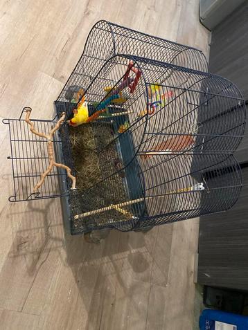 Vogel met kooi dwergpapegaai beschikbaar voor biedingen