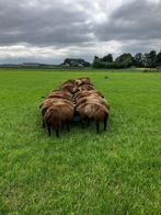 luxe  Blauwe texelaar Dekrammen, Dieren en Toebehoren, Schapen, Geiten en Varkens, Mannelijk, Schaap, 0 tot 2 jaar