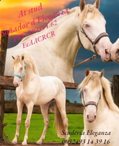 Ter dekking verschillende top hengsten PRE BABS BP NMPRS ASP, Dieren en Toebehoren, Paarden en Pony's | Dekhengsten en Fokmerries