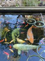 8 grote koi karpers, Dieren en Toebehoren, Karper of Koi