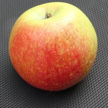 Fruitbomen en kleinfruit. beschikbaar voor biedingen