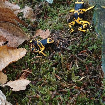 Dendrobates leucomelas beschikbaar voor biedingen