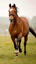 Merrie kwpn 1.65m jazz x spielberg zz zwaar schoolmaster fok, Merrie, Dressuurpaard