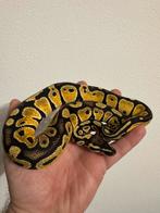 Ball Python Pastel 66% Genetic Stripe 0.1, Slang