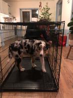 Honden bench, Dieren en Toebehoren, Hondenbenches, Ophalen