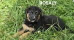 Rosaly zoekt baasje, Particulier, Rabiës (hondsdolheid), 15 weken tot 1 jaar, Buitenland