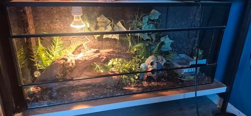 Mooie ballpython vrouw zoekt nieuw huis., Dieren en Toebehoren, Reptielen en Amfibieën, Slang, 0 tot 2 jaar, Met terrarium, Tam