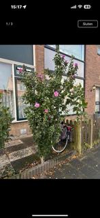 Hibiscus, Ophalen of Verzenden, Volle zon, Overige soorten