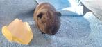 Lief cavia beertje van 6 weken oud, Dieren en Toebehoren, Knaagdieren, Cavia, Mannelijk, Januari, Tam