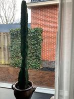 Cactus, Huis en Inrichting, Kamerplanten, Ophalen, Cactus, Volle zon, Minder dan 100 cm