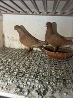 Koppel duiven te koop, Dieren en Toebehoren, Vogels | Duiven, Meerdere dieren, Overige soorten