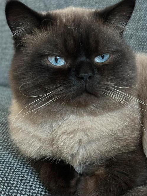 DEKKATER katertjes RAGDOLL (niet te koop), Dieren en Toebehoren, Katten en Kittens | Dekkaters