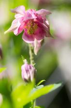Akelei, Volle zon, Vaste plant, Zomer, Ophalen