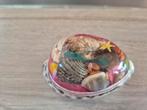Schelp, Verzamelen, Mineralen en Fossielen, Ophalen of Verzenden, Schelp(en)