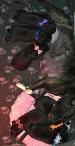 Engelse stafford pups (staffordshire bullterriër puppy's), Dieren en Toebehoren, Honden | Jack Russells en Terriërs, Overige rassen