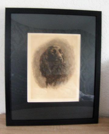 Claire Libiez  '' chien '' - litho beschikbaar voor biedingen