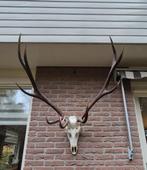 Mooi Groot Edelhert Gewei Jacht Mancave Jacht Hut, Ophalen, Zo goed als nieuw, Hert, Gewei of Kop