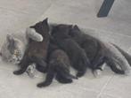 Britse Korthaar Kittens te Koop Kindvriendelijk op gevoed, Dieren en Toebehoren, Poes, Gechipt, 0 tot 2 jaar