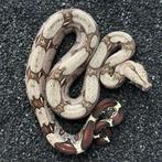 French Guyana Red Tail Boa Constrictor, Slang, 0 tot 2 jaar