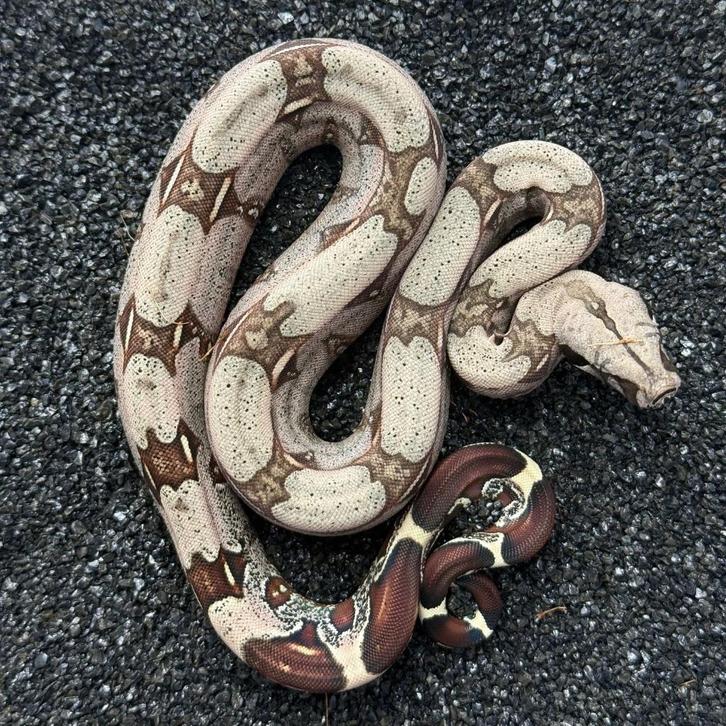 French Guyana Red Tail Boa Constrictor, Dieren en Toebehoren, Reptielen en Amfibieën, Slang, 0 tot 2 jaar