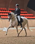 #NWE ADV 19-11 Super opvallende perlino bonte ruin M2 dress#, Dieren en Toebehoren, Paarden, Gechipt, Z, Ruin, Dressuurpaard