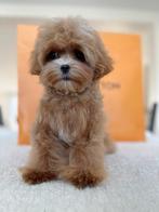 Exclusieve Maltipoo F1 Babyface pups (Maltezer/Toy Poedel), Dieren en Toebehoren, Honden | Chihuahua's en Gezelschapshonden, Poedel
