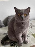 Britse korthaar, Dieren en Toebehoren, Katten en Kittens | Raskatten | Korthaar