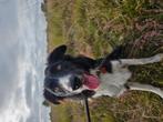 Border collie 1 jaar, Dieren en Toebehoren, Rabiës (hondsdolheid), Reu, 1 tot 2 jaar, Collie