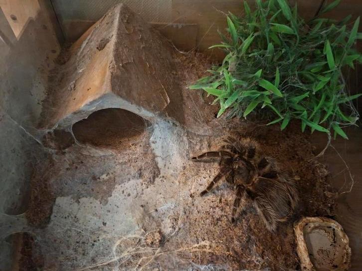 Krulhaarvogelspin (Tliltocatl albopilosus), Dieren en Toebehoren, Insecten en Spinnen, Overige soorten