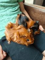 Hele lieve mooie borstel cavia jongen, Meerdere dieren, Cavia, Na 1 juli 2024, Tam