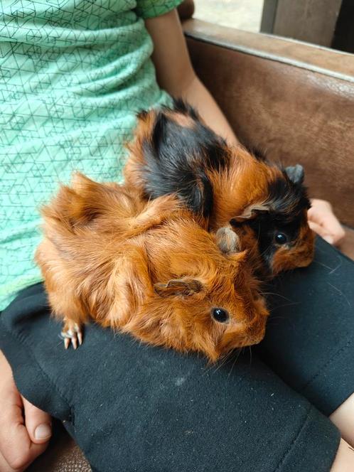 Hele lieve mooie borstel cavia jongen, Dieren en Toebehoren, Knaagdieren, Meerdere dieren, Cavia, Na 1 juli 2024, Tam
