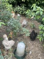 Zijdehoen ras zuiver en Brahma kriel Isabel patrijs kleur, Dieren en Toebehoren, Pluimvee, Vrouwelijk, Kip
