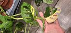 Monstera adansonii variegata, Huis en Inrichting, Kamerplanten, Ophalen of Verzenden, Halfschaduw, Minder dan 100 cm