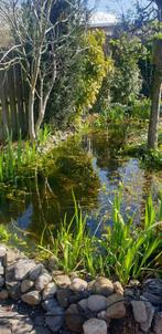 Vijver  vijverplanten moerasplanten  diverse moerasplanten, Ophalen of Verzenden, Zo goed als nieuw