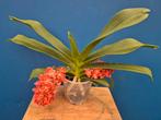 Orchidee Rhynchostylis gig. 'Aromatiq Evoke p12 (2) 2 tak