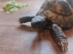 Sterke Griekse man testudio Hermann boettgeri, Dieren en Toebehoren, Ophalen, Terrarium of Paludarium