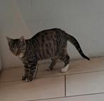Twee jonge poesjes te koop, Dieren en Toebehoren, Katten en Kittens | Overige Katten, Poes