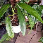 epipremnum amplissimum stek, Ophalen of Verzenden, Halfschaduw, Minder dan 100 cm