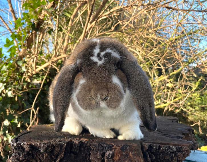 Franse hangoor ram, Dieren en Toebehoren, Konijnen, Groot, Mannelijk, Hangoor