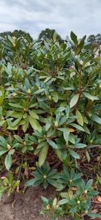 Rhododendron ponticum, Ophalen of Verzenden, Rhododendron, Struik, Minder dan 100 cm