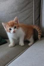 Te koop! Superlieve, mooie rode kitten, Poes