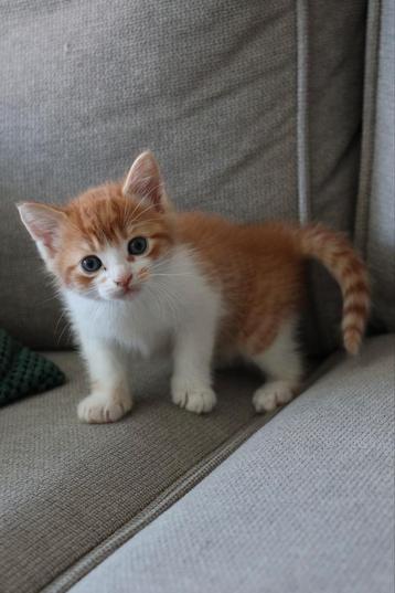 Te koop! Superlieve, mooie rode kitten beschikbaar voor biedingen