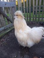 Haan Zijdehoen, Dieren en Toebehoren, Pluimvee, Mannelijk, Kip