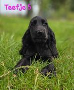 Raszuivere Engelse Cocker spaniel pups, Overige rassen, 8 tot 15 weken, CDV (hondenziekte), Meerdere
