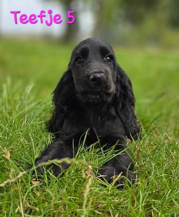 Raszuivere Engelse Cocker spaniel pups beschikbaar voor biedingen