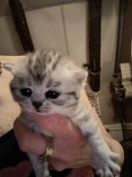 🎀 GEBOREN....bloedmooie Britse kittens, Dieren en Toebehoren